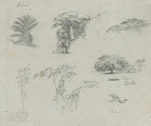 Sketches from South America. Botanical Sketches. Flying Crane.